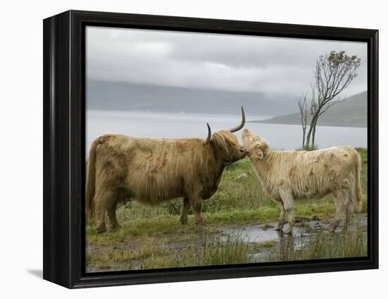 Highland Cows Courting and Grooming, Scotland-Ellen Anon-Framed Premier Image Canvas