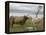 Highland Cows Courting and Grooming, Scotland-Ellen Anon-Framed Premier Image Canvas