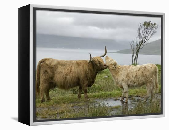 Highland Cows Courting and Grooming, Scotland-Ellen Anon-Framed Premier Image Canvas