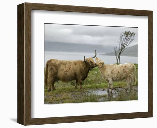 Highland Cows Courting and Grooming, Scotland-Ellen Anon-Framed Photographic Print