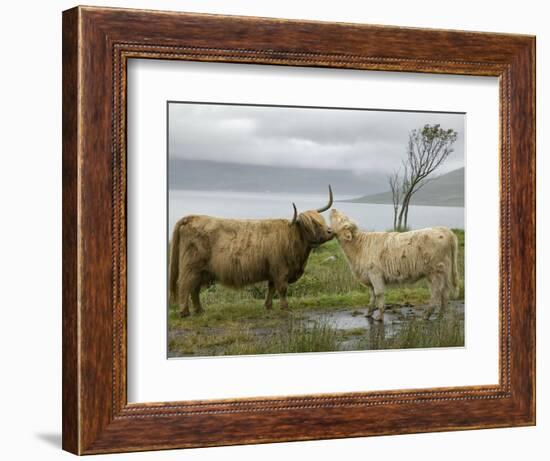 Highland Cows Courting and Grooming, Scotland-Ellen Anon-Framed Photographic Print