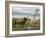 Highland Cows Courting and Grooming, Scotland-Ellen Anon-Framed Photographic Print