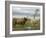 Highland Cows Courting and Grooming, Scotland-Ellen Anon-Framed Photographic Print