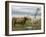 Highland Cows Courting and Grooming, Scotland-Ellen Anon-Framed Photographic Print