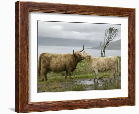 Highland Cows Courting and Grooming, Scotland-Ellen Anon-Framed Photographic Print