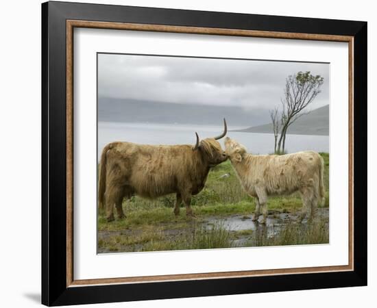 Highland Cows Courting and Grooming, Scotland-Ellen Anon-Framed Photographic Print