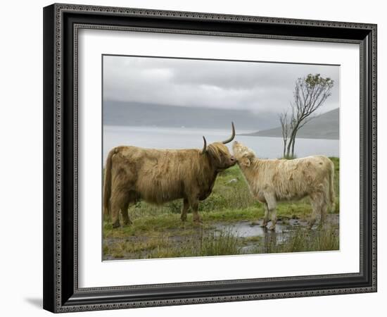 Highland Cows Courting and Grooming, Scotland-Ellen Anon-Framed Photographic Print