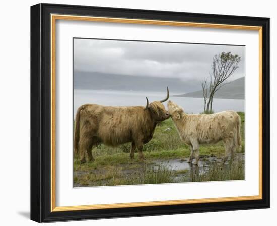 Highland Cows Courting and Grooming, Scotland-Ellen Anon-Framed Photographic Print