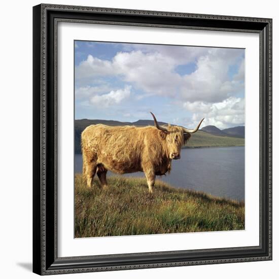 Highland Cows on the Isle of Skye-CM Dixon-Framed Photographic Print