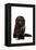 Highland Folt Cat-Fabio Petroni-Framed Premier Image Canvas