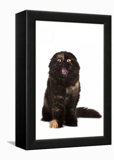 Highland Folt Cat-Fabio Petroni-Framed Premier Image Canvas