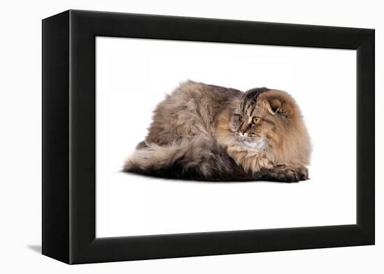 Highland Folt Cat-Fabio Petroni-Framed Premier Image Canvas