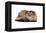 Highland Folt Cat-Fabio Petroni-Framed Premier Image Canvas