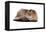 Highland Folt Cat-Fabio Petroni-Framed Premier Image Canvas