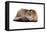 Highland Folt Cat-Fabio Petroni-Framed Premier Image Canvas