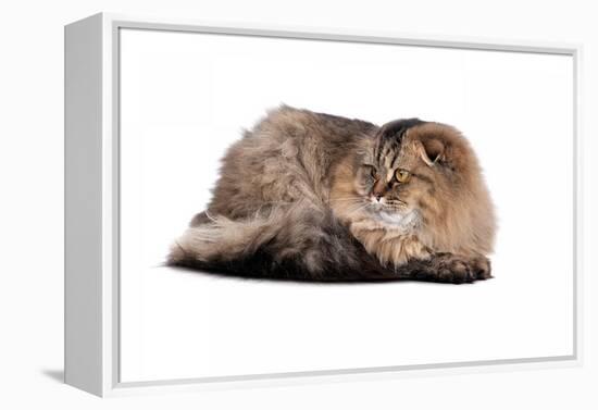 Highland Folt Cat-Fabio Petroni-Framed Premier Image Canvas