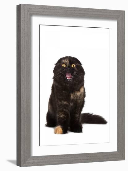 Highland Folt Cat-Fabio Petroni-Framed Photographic Print