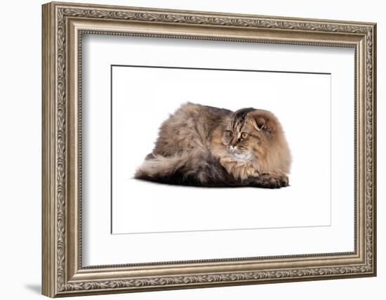 Highland Folt Cat-Fabio Petroni-Framed Photographic Print