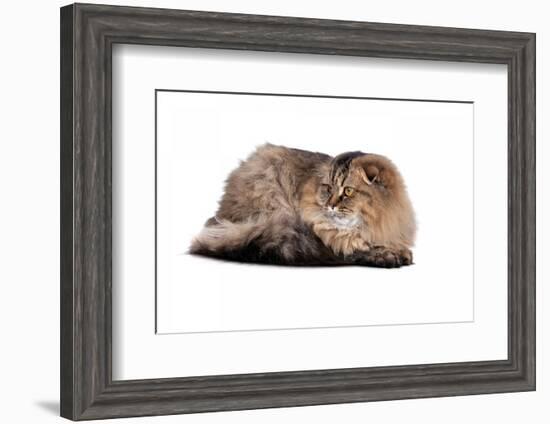 Highland Folt Cat-Fabio Petroni-Framed Photographic Print