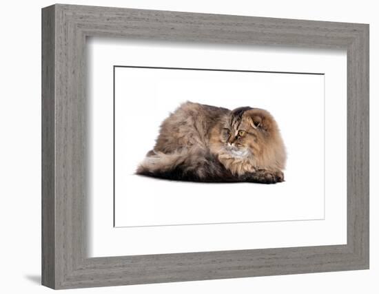 Highland Folt Cat-Fabio Petroni-Framed Photographic Print