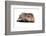 Highland Folt Cat-Fabio Petroni-Framed Photographic Print