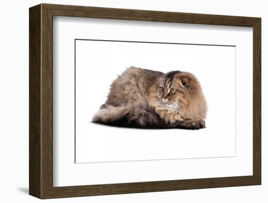 Highland Folt Cat-Fabio Petroni-Framed Photographic Print