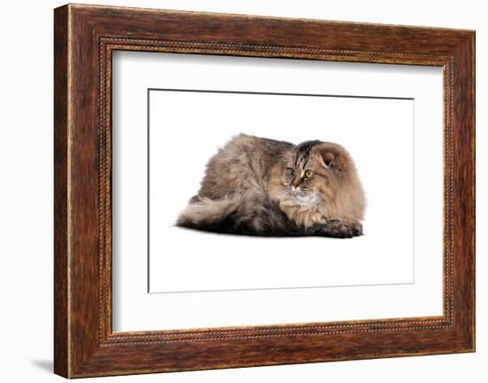 Highland Folt Cat-Fabio Petroni-Framed Photographic Print