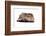 Highland Folt Cat-Fabio Petroni-Framed Photographic Print