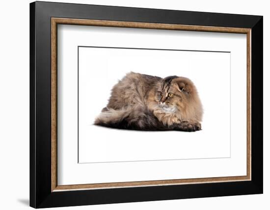 Highland Folt Cat-Fabio Petroni-Framed Photographic Print