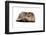 Highland Folt Cat-Fabio Petroni-Framed Photographic Print