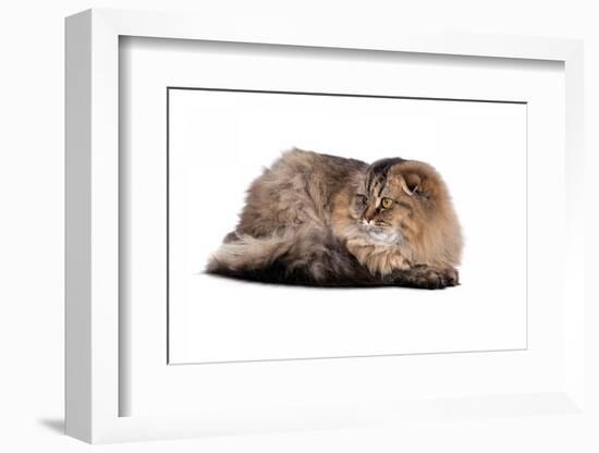 Highland Folt Cat-Fabio Petroni-Framed Photographic Print