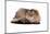 Highland Folt Cat-Fabio Petroni-Mounted Photographic Print