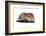 Highland Folt Cat-Fabio Petroni-Framed Photographic Print