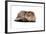 Highland Folt Cat-Fabio Petroni-Framed Photographic Print