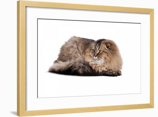 Highland Folt Cat-Fabio Petroni-Framed Photographic Print