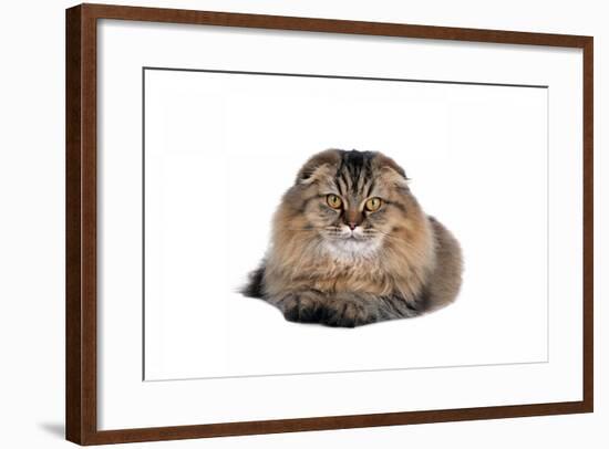 Highland Folt Cat-Fabio Petroni-Framed Photographic Print