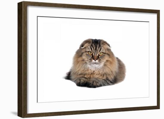 Highland Folt Cat-Fabio Petroni-Framed Photographic Print