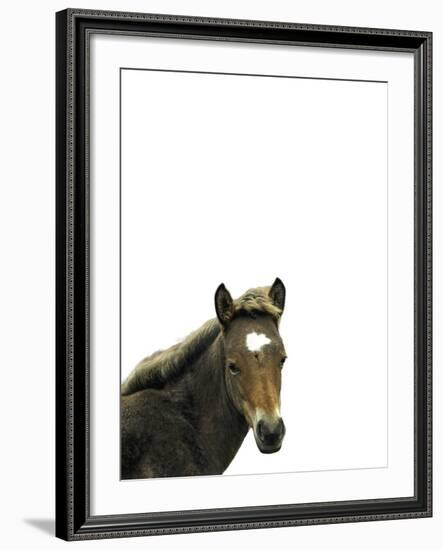 Highland Horse-Assaf Frank-Framed Giclee Print