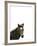 Highland Horse-Assaf Frank-Framed Giclee Print