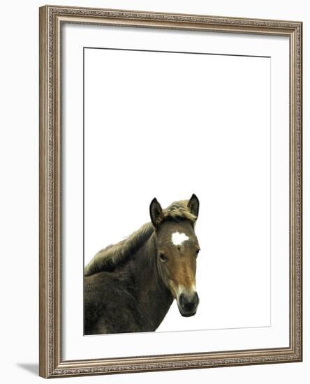 Highland Horse-Assaf Frank-Framed Giclee Print