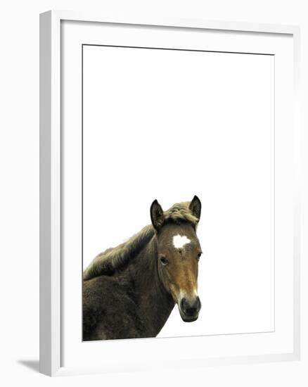 Highland Horse-Assaf Frank-Framed Giclee Print