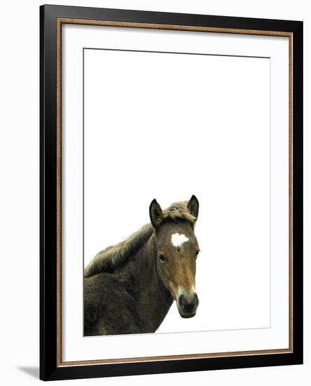 Highland Horse-Assaf Frank-Framed Giclee Print