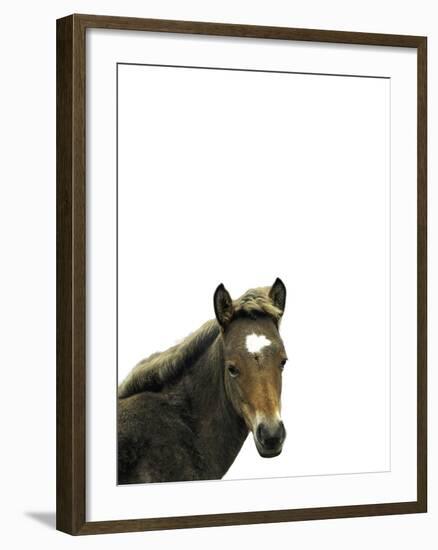 Highland Horse-Assaf Frank-Framed Giclee Print