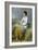 Highland Lassie, 1871-Thomas Faed-Framed Giclee Print