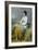 Highland Lassie, 1871-Thomas Faed-Framed Giclee Print