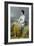 Highland Lassie, 1871-Thomas Faed-Framed Giclee Print