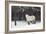 Highland Pony-Duncan Shaw-Framed Photographic Print