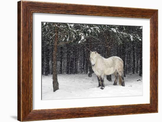 Highland Pony-Duncan Shaw-Framed Photographic Print