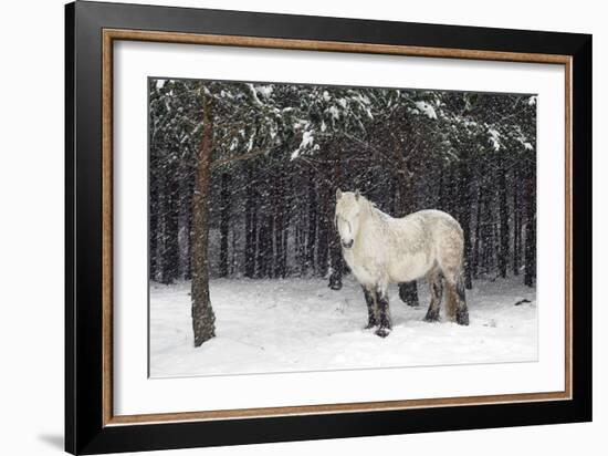Highland Pony-Duncan Shaw-Framed Photographic Print