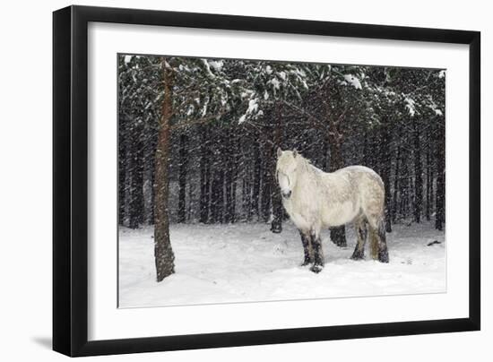 Highland Pony-Duncan Shaw-Framed Photographic Print